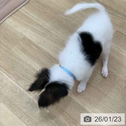 岐阜県のパピヨン (ペットプラス 光ケ丘店/2025年10月1日生まれ/男の子/トライカラー)の子犬の4枚目の画像