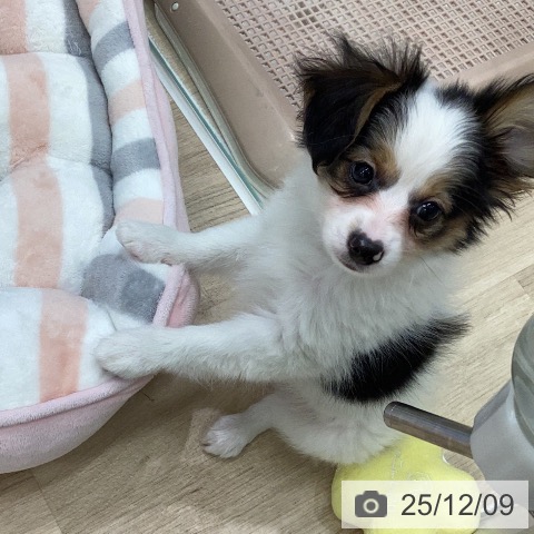 岐阜県のパピヨン (ペットプラス 各務原店/2025年10月1日生まれ/男の子/トライカラー)の子犬の4枚目の画像