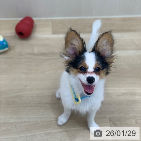 パピヨンの写真