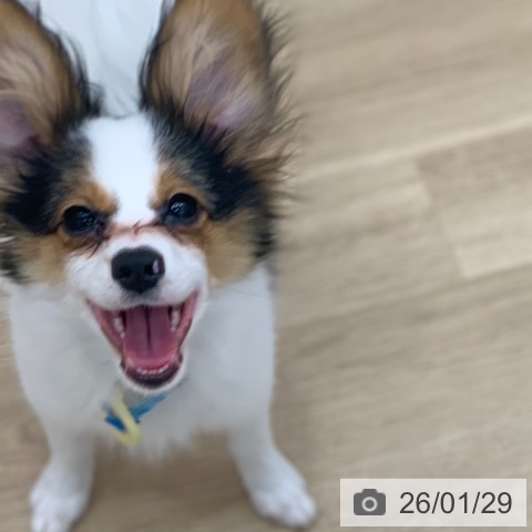 岐阜県のパピヨン (ペットプラス 光ケ丘店/2025年10月1日生まれ/男の子/トライカラー)の子犬の4枚目の画像