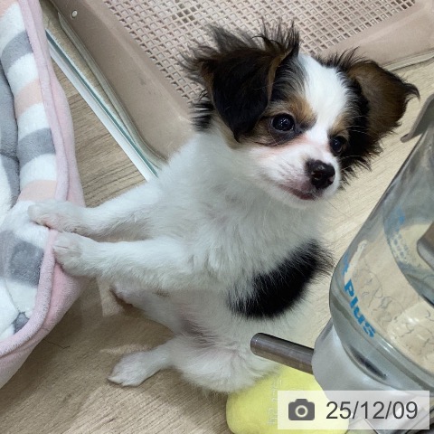 岐阜県のパピヨン (ペットプラス 各務原店/2025年10月1日生まれ/男の子/トライカラー)の子犬の3枚目の画像