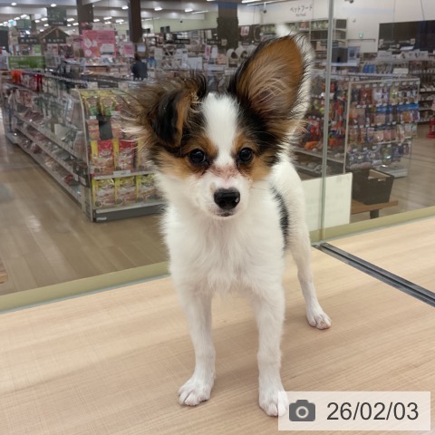 三重県のパピヨン (ペッツワン 桑名店/2025年10月1日生まれ/男の子/トライカラー)の子犬の3枚目の画像