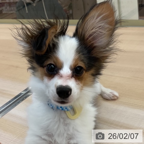 三重県のパピヨン (ペッツワン 桑名店/2025年10月1日生まれ/男の子/トライカラー)の子犬の4枚目の画像