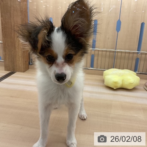 三重県のパピヨン (ペッツワン 桑名店/2025年10月1日生まれ/男の子/トライカラー)の子犬の3枚目の画像