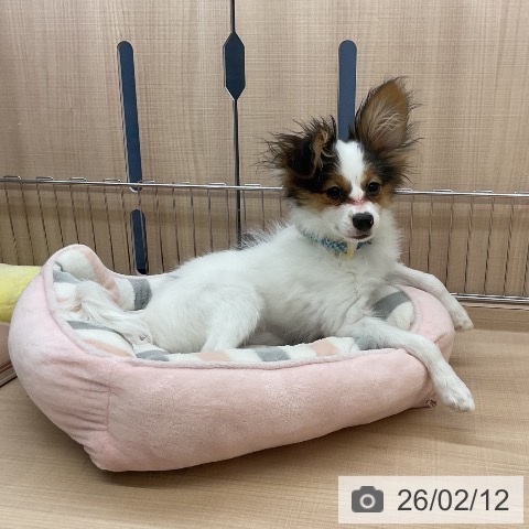 三重県のパピヨン (ペッツワン 桑名店/2025年10月1日生まれ/男の子/トライカラー)の子犬の3枚目の画像