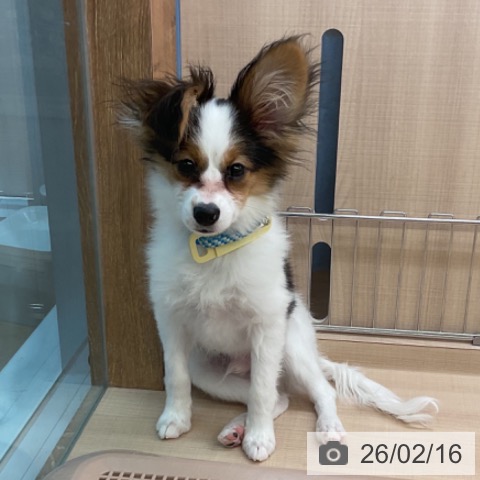 三重県のパピヨン (ペッツワン 桑名店/2025年10月1日生まれ/男の子/トライカラー)の子犬の3枚目の画像