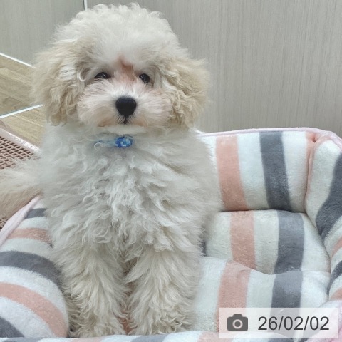 トイ・プードルの写真