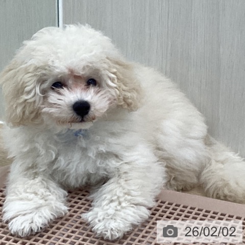 トイ・プードルの写真