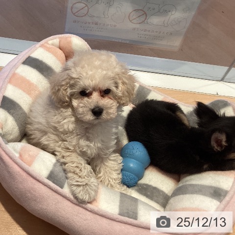 三重県のトイプードル(トイ) (ペットプラス 東員店/2025年10月5日生まれ/男の子/ホワイト)の子犬の4枚目の画像