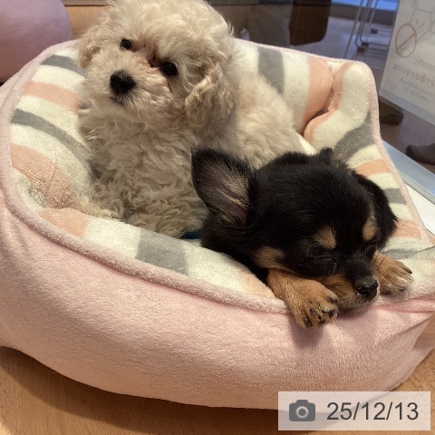 三重県のトイプードル(トイ) (ペットプラス 東員店/2025年10月5日生まれ/男の子/ホワイト)の子犬の3枚目の画像