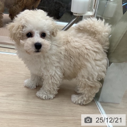 石川県のトイプードル(トイ) (ペットプラス 白山店/2025年10月5日生まれ/女の子/ホワイト)の子犬の3枚目の画像