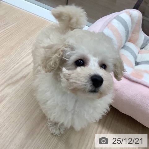 福井県のトイプードル(トイ) (ペットプラス 福井店/2025年10月5日生まれ/女の子/ホワイト)の子犬の3枚目の画像