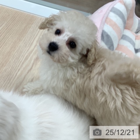 福井県のトイプードル(トイ) (ペットプラス 福井店/2025年10月5日生まれ/女の子/ホワイト)の子犬の3枚目の画像