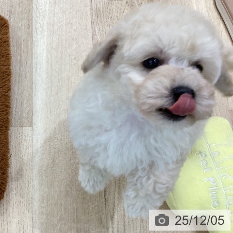 トイ・プードルの写真