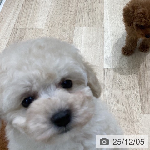 トイ・プードルの写真