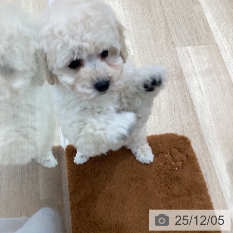 トイ・プードルの写真