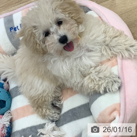 岐阜県のトイプードル(トイ) (ペットプラス 光ケ丘店/2025年10月5日生まれ/女の子/ホワイト)の子犬の4枚目の画像