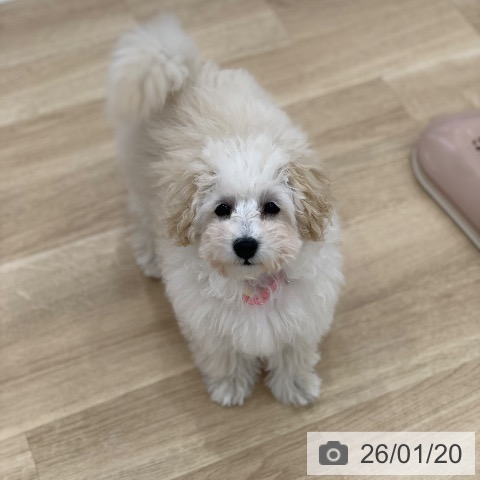 岐阜県のトイプードル(トイ) (ペットプラス 光ケ丘店/2025年10月5日生まれ/女の子/ホワイト)の子犬の4枚目の画像