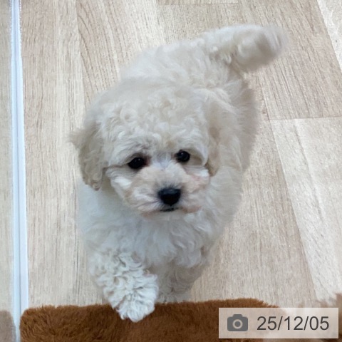 トイ・プードルの写真