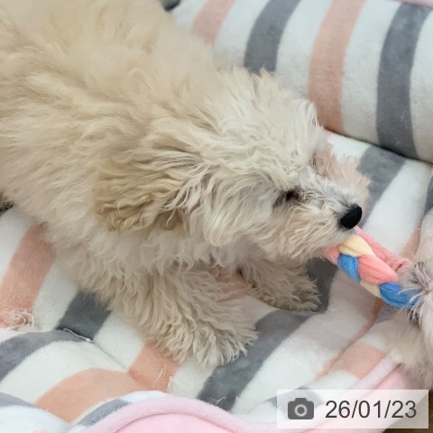 岐阜県のトイプードル(トイ) (ペットプラス 光ケ丘店/2025年10月5日生まれ/女の子/ホワイト)の子犬の3枚目の画像