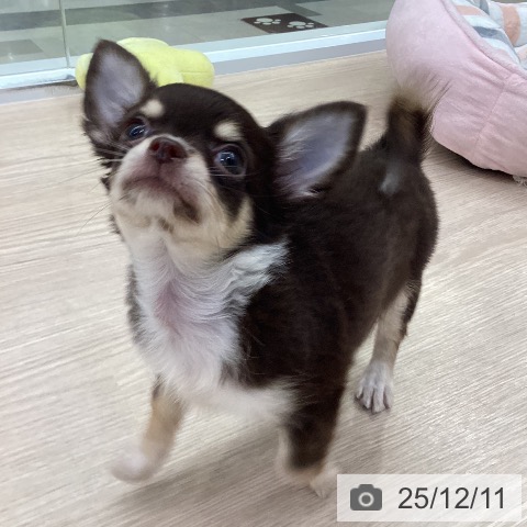 愛知県のチワワ(ロング) (ペットプラス 豊田店/2025年10月5日生まれ/男の子/チョコレートクリームホワイト)の子犬の4枚目の画像