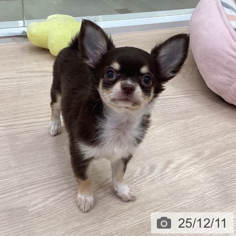 愛知県のチワワ(ロング) (ペットプラス 豊田店/2025年10月5日生まれ/男の子/チョコレートクリームホワイト)の子犬の3枚目の画像