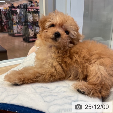 愛知県のトイプードル(トイ) (ペットプラス 岡崎店/2025年9月29日生まれ/女の子/アプリコット)の子犬の4枚目の画像