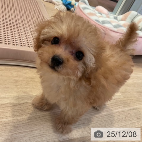 愛知県のトイプードル(トイ) (ペットプラス 岡崎店/2025年9月29日生まれ/女の子/アプリコット)の子犬の3枚目の画像