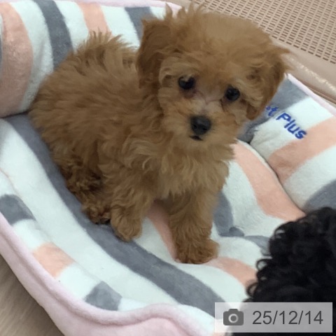 トイ・プードルの写真