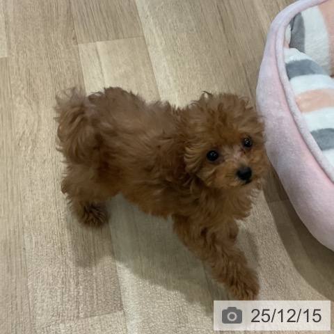 愛知県のトイプードル(トイ) (ペットプラス 熱田店/2025年9月29日生まれ/女の子/レッド)の子犬の3枚目の画像