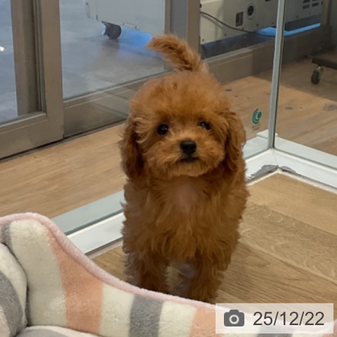 愛知県のトイプードル(トイ) (ペットプラス 熱田店/2025年9月29日生まれ/女の子/レッド)の子犬の3枚目の画像