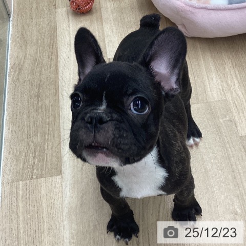 千葉県のフレンチブルドッグ (ペットプラス 船橋店/2025年10月4日生まれ/男の子/ブリンドル)の子犬の4枚目の画像