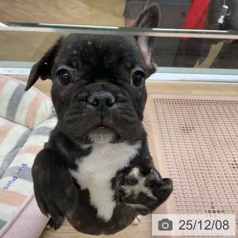 愛知県のフレンチブルドッグ (ペットプラス mozoワンダーシティ店/2025年10月4日生まれ/男の子/ブリンドル)の子犬の4枚目の画像