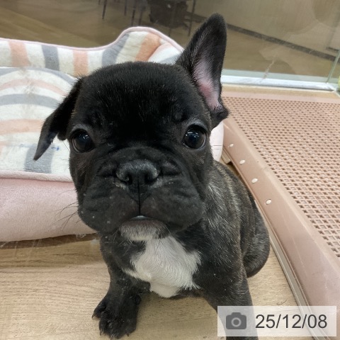 愛知県のフレンチブルドッグ (ペットプラス mozoワンダーシティ店/2025年10月4日生まれ/男の子/ブリンドル)の子犬の3枚目の画像