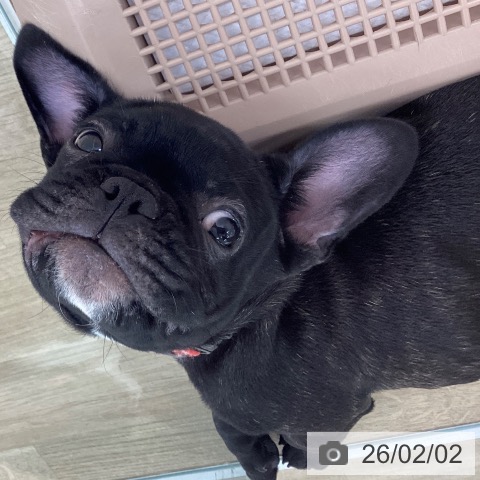 フレンチ・ブルドッグの写真