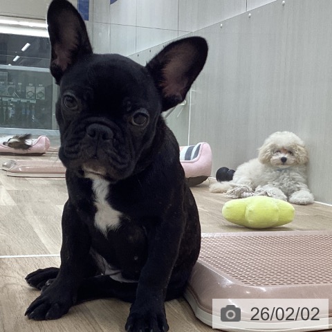 フレンチ・ブルドッグの写真