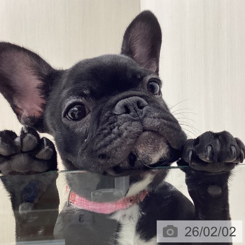 フレンチ・ブルドッグの写真