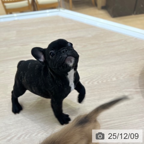 愛知県のフレンチブルドッグ (ペットプラス ナゴヤドーム前店/2025年10月4日生まれ/女の子/ブリンドル)の子犬の4枚目の画像