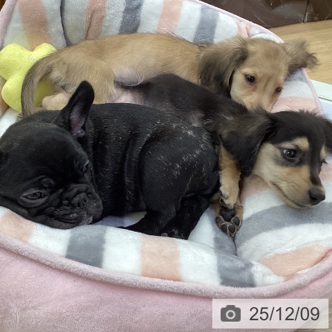 愛知県のフレンチブルドッグ (ペットプラス ナゴヤドーム前店/2025年10月4日生まれ/女の子/ブリンドル)の子犬の3枚目の画像