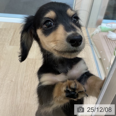 ミニチュア・ダックスフンドの写真