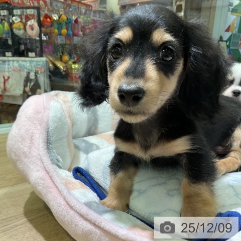 ミニチュア・ダックスフンドの写真