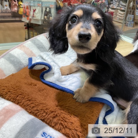 愛知県のミニチュアダックスフンド(ロング) (ペットプラス 岡崎店/2025年10月6日生まれ/男の子/ブラックイエロー)の子犬の4枚目の画像