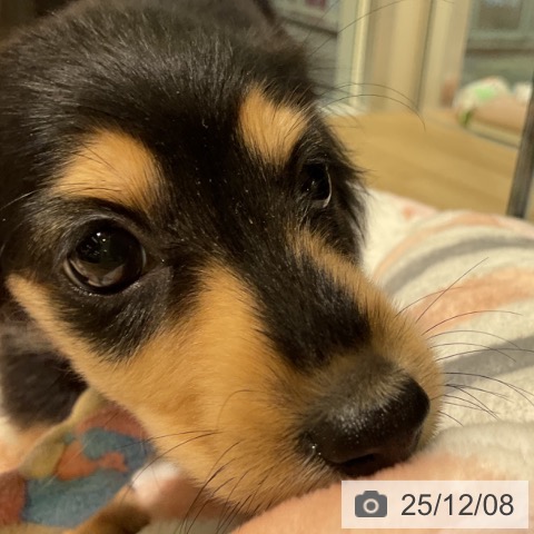 ミニチュア・ダックスフンドの写真