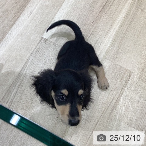 岐阜県のミニチュアダックスフンド(ロング) (ペットプラス 各務原店/2025年10月6日生まれ/男の子/ブラックイエロー)の子犬の4枚目の画像