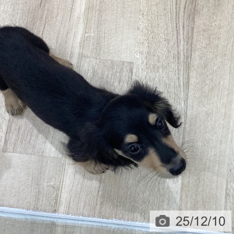 岐阜県のミニチュアダックスフンド(ロング) (ペットプラス 各務原店/2025年10月6日生まれ/男の子/ブラックイエロー)の子犬の3枚目の画像