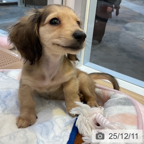 愛知県のミニチュアダックスフンド(ロング) (ペットプラス 岡崎店/2025年10月6日生まれ/男の子/シェーデットイエロー)の子犬の4枚目の画像