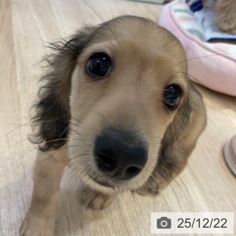 愛知県のミニチュアダックスフンド(ロング) (ペットプラス 岡崎店/2025年10月6日生まれ/男の子/シェーデットイエロー)の子犬の4枚目の画像