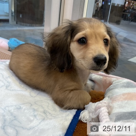 愛知県のミニチュアダックスフンド(ロング) (ペットプラス 岡崎店/2025年10月6日生まれ/男の子/シェーデットイエロー)の子犬の3枚目の画像