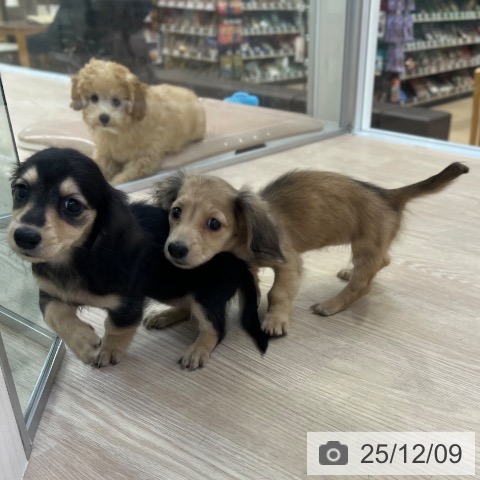 ミニチュア・ダックスフンドの写真