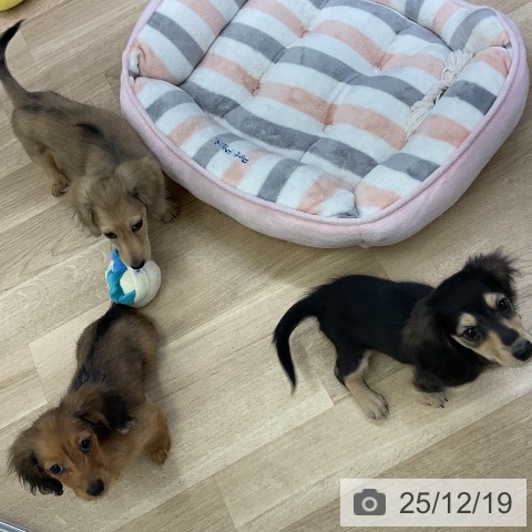 ミニチュア・ダックスフンドの写真